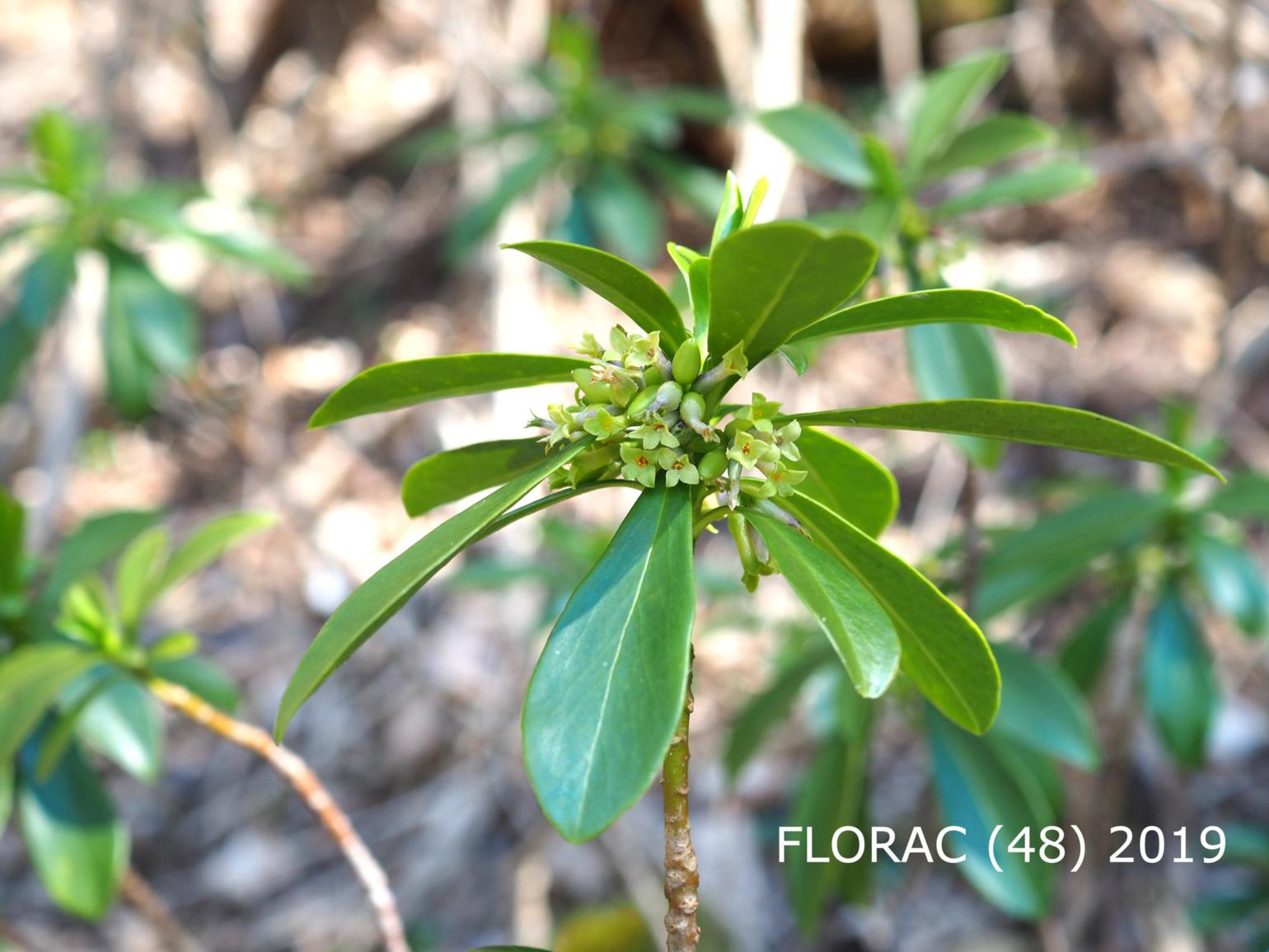 Spurge laurel